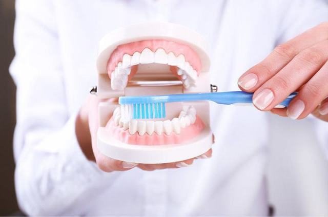 歯ブラシと歯の模型